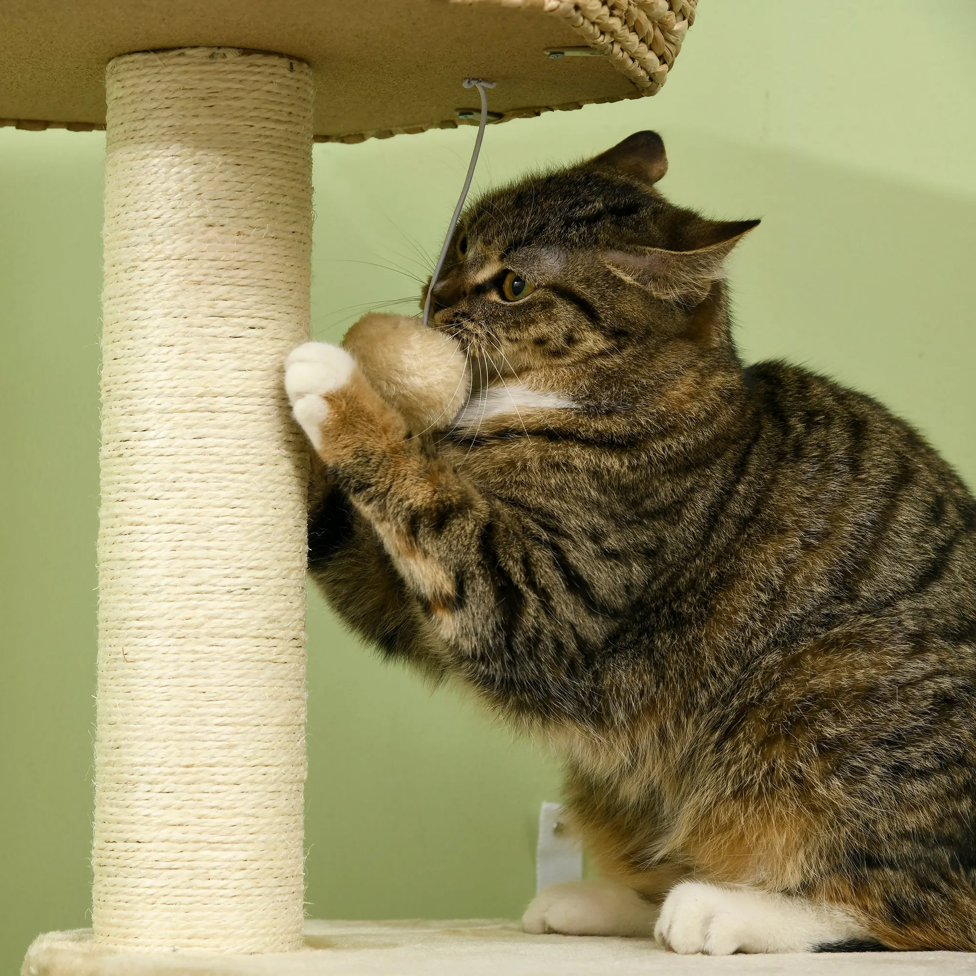 Cat Tree Activity Centre, with Cattail, Bed, Cat House, Sisal Post, Ball - Natural Tone