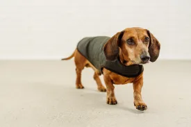 Dachshund rain coat Turner