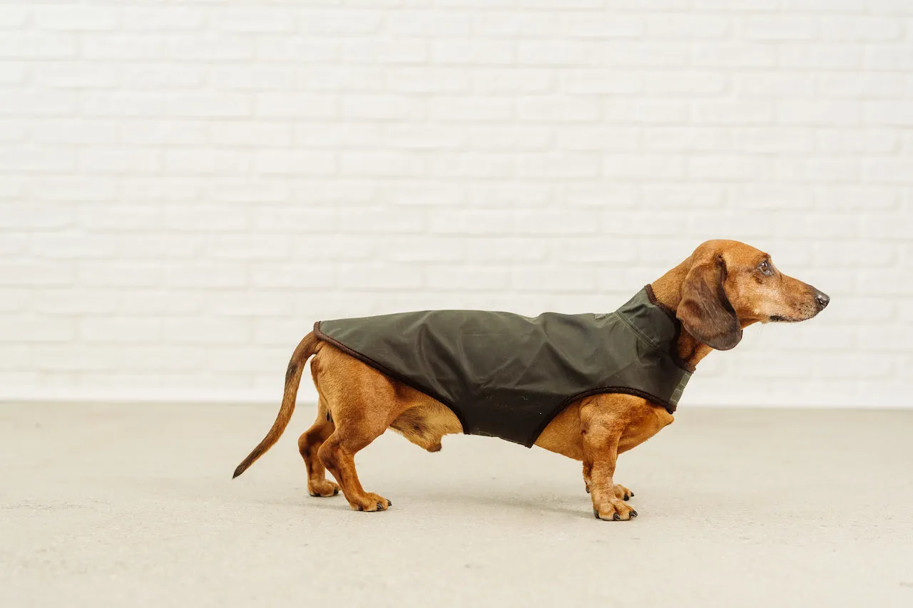 Dachshund rain coat Turner