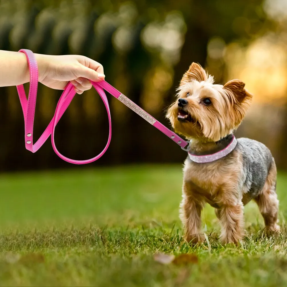 Dog Collars and Leashes