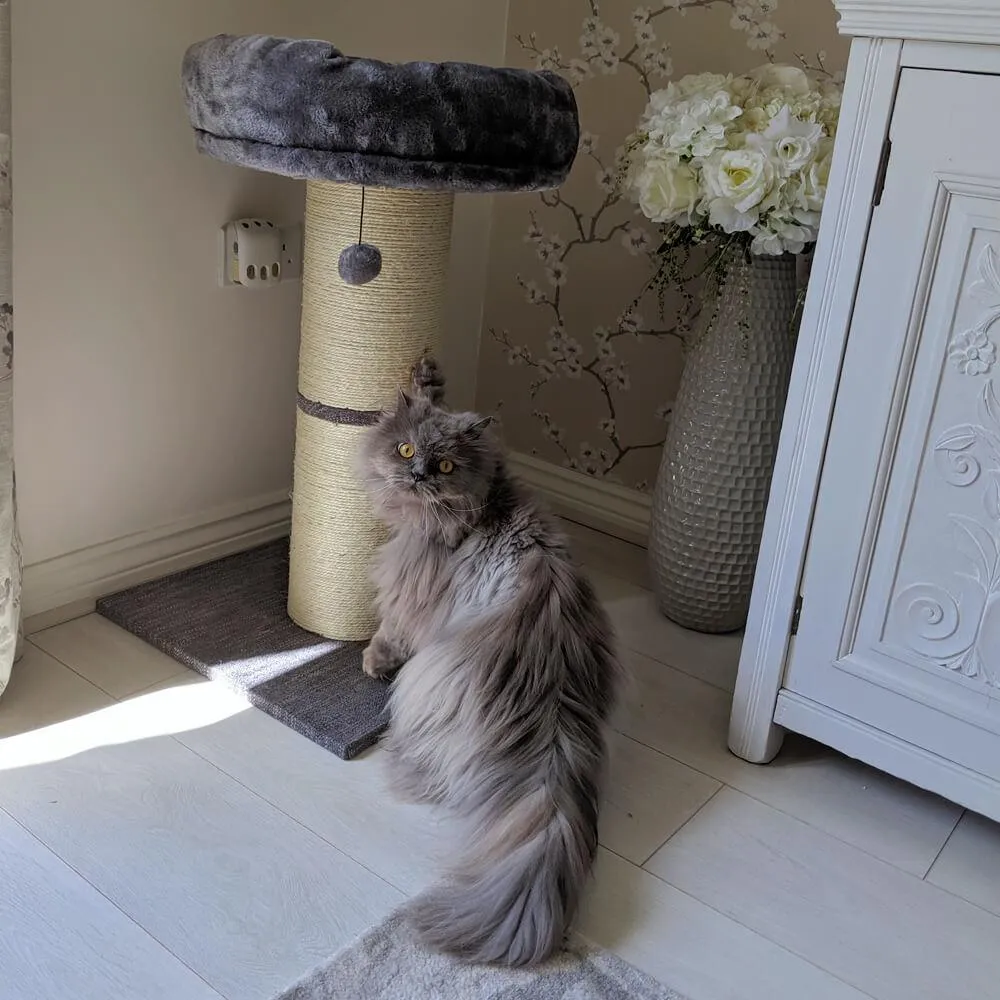 Large Jumbo Cat Scratching Post with Play Ball 74cm