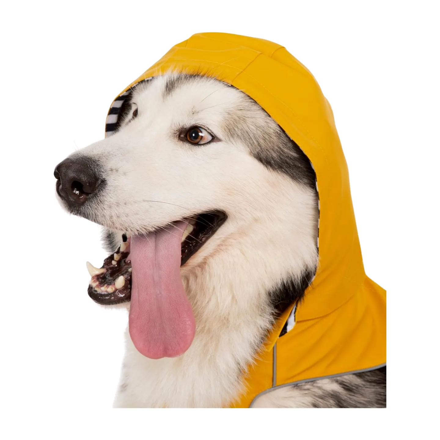 Trespaws Seadog Dog Raincoat