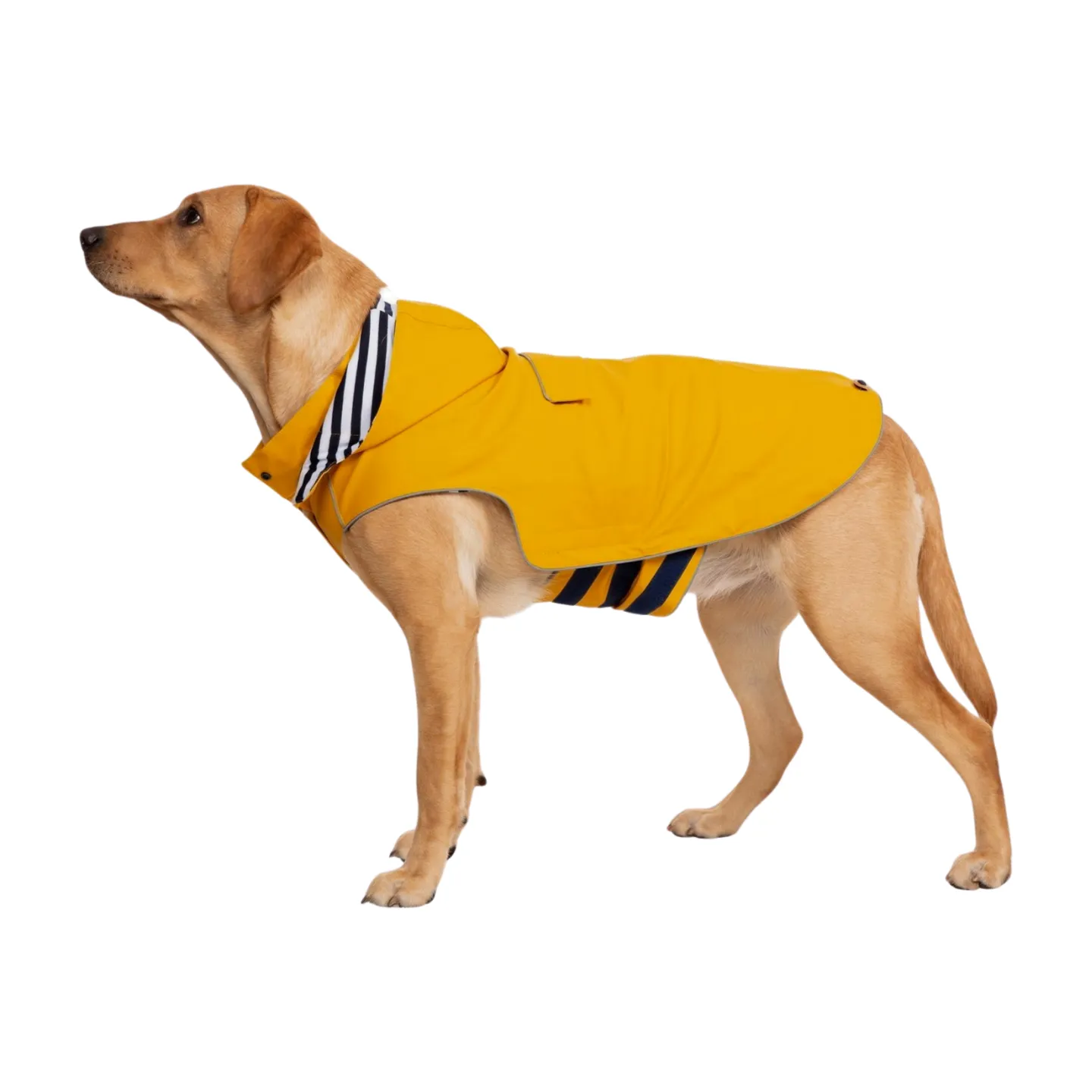 Trespaws Seadog Dog Raincoat